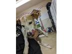 Adopt Roscoe a Jack Russell Terrier