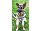 Adopt ROSCO a German Shepherd Dog