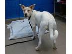 Adopt FOZZIE a English Setter, Mixed Breed