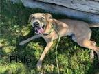 Adopt PLUTO a Labrador Retriever, Mixed Breed