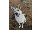 Adopt THUNDER a Australian Cattle Dog / Blue Heeler, German Shepherd Dog