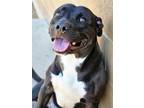 Adopt BUG a Pit Bull Terrier, Mixed Breed