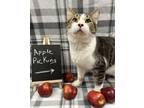 Adopt Herbert a White Domestic Shorthair / Mixed Breed (Medium) / Mixed (short