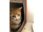Adopt Cheerio a Orange or Red Domestic Shorthair / Mixed Breed (Medium) / Mixed