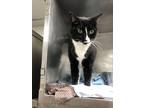 Adopt Fluffster a All Black Domestic Shorthair / Mixed Breed (Medium) / Mixed