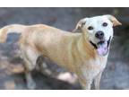 Adopt Kismet - Sponsored*** a Tan/Yellow/Fawn Golden Retriever / Mixed Breed