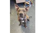 Adopt HAZE a Pit Bull Terrier, Mixed Breed