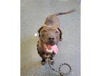 Adopt ORIGAMI a Pit Bull Terrier, Mixed Breed