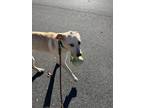 Adopt Daisy a Tan/Yellow/Fawn Labrador Retriever / Terrier (Unknown Type