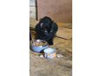 Adopt Lady Gata a All Black Bombay / Mixed (medium coat) cat in Commerce