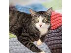 Adopt Mochi a Domestic Short Hair