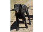 Adopt Plainer a Gray/Blue/Silver/Salt & Pepper Great Dane / Mixed dog in