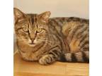 Adopt Sweet Snickers a Tan or Fawn Tabby Domestic Shorthair (short coat) cat in