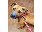 Adopt Sanders a Tan/Yellow/Fawn Boxer / Mixed dog in Earl, NC (34032028)
