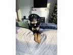 Adopt Uno a Black - with Tan, Yellow or Fawn Bluetick Coonhound / Shepherd