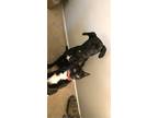 Adopt Sampson a Black & White or Tuxedo Domestic Mediumhair / Mixed (medium