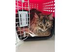 Adopt Sophie a Gray or Blue Domestic Longhair / Mixed (long coat) cat in