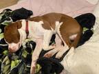Adopt Mylo a Brown/Chocolate - with White American Pit Bull Terrier / Mixed dog