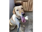 Adopt Brady Waller a Red/Golden/Orange/Chestnut - with White Labrador Retriever