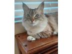 Adopt Lola a Gray or Blue (Mostly) Siamese / Mixed (long coat) cat in Fairfield