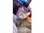 Adopt Raven a Orange or Red (Mostly) Calico / Mixed cat in Tell City