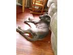Adopt Champ a Gray/Blue/Silver/Salt & Pepper American Pit Bull Terrier / Mixed