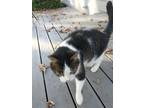Adopt Stanley a Black & White or Tuxedo Domestic Mediumhair / Mixed (medium
