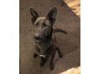 Adopt Luna a Brown/Chocolate - with Black German Shepherd Dog / Great Dane /