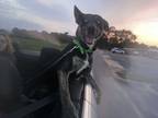 Adopt Venus a Black - with White Husky / Mixed dog in Baker, FL (36624024)