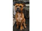 Adopt Kane a Tricolor (Tan/Brown & Black & White) American Pit Bull Terrier /