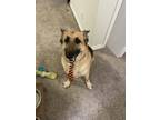 Adopt Axel a Tan/Yellow/Fawn - with Black German Shepherd Dog / Mixed dog in