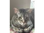 Adopt Zara a Black (Mostly) Domestic Mediumhair / Mixed (medium coat) cat in