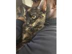 Adopt Biskiy a Black & White or Tuxedo Domestic Shorthair / Mixed (short coat)