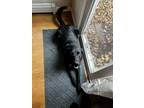 Adopt Buck a Black - with White Labrador Retriever / German Shepherd Dog / Mixed