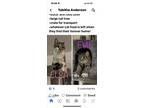 Adopt Elsa a Gray, Blue or Silver Tabby Domestic Mediumhair / Mixed (medium