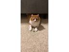 Adopt Egg a Orange or Red (Mostly) Domestic Mediumhair / Mixed (medium coat) cat