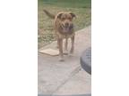 Adopt Rider a Brown/Chocolate - with Tan Australian Shepherd / Labrador