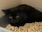 Adopt Sassafras a All Black Domestic Shorthair (short coat) cat in Pottsville
