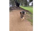 Adopt Cat a Black - with Tan, Yellow or Fawn German Shepherd Dog / Mixed dog in