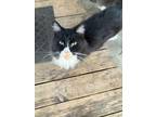 Adopt Booty a Black & White or Tuxedo American Shorthair / Mixed (short coat)