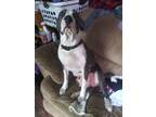 Adopt Apache a White - with Gray or Silver Dogo Argentino / Dogo Argentino /