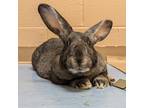 Adopt Buggz a Flemish Giant