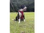 Adopt Uno a Black - with White American Pit Bull Terrier / Australian Cattle Dog
