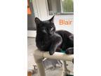 Adopt Blair a All Black Domestic Shorthair / Mixed (short coat) cat in Geneseo