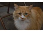Adopt Cashita a Orange or Red (Mostly) Domestic Longhair / Mixed (long coat) cat