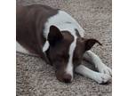 Adopt Rosa a Brown/Chocolate - with White Australian Shepherd / Australian