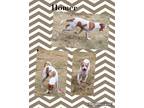 Adopt Homer a White - with Brown or Chocolate Labrador Retriever / Pit Bull
