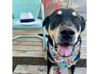 Adopt Calzone a Doberman Pinscher, Mixed Breed