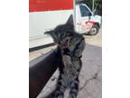 Adopt TANGO a American Shorthair