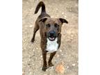 Adopt Stryker a Pit Bull Terrier